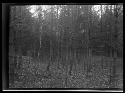 Forest in autumn