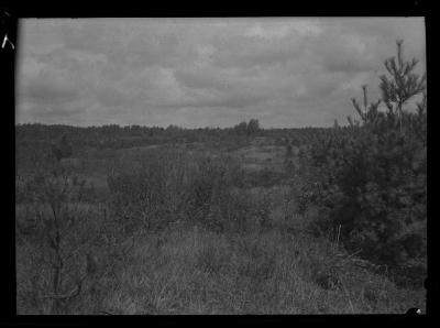 View of scrub and pine trees, Croghan, Lewis County, N.Y.