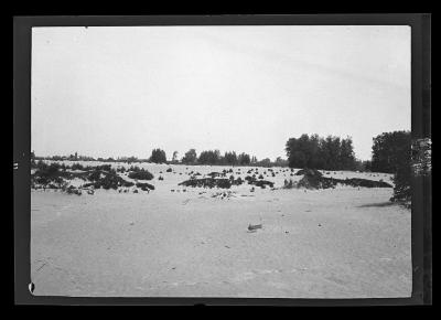 Sparse pine growth on sandy soil, Keeseville, Clinton County