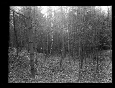 Forest in autumn