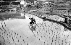 Natives planting rice, Yungchun, China