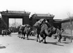 Loaded caravan leaving city gate on way to desert, Peking, China