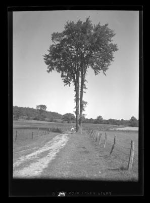 Tall tree alonside a dirt path