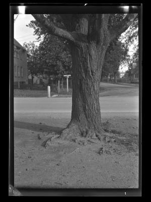 Tree at an intersection