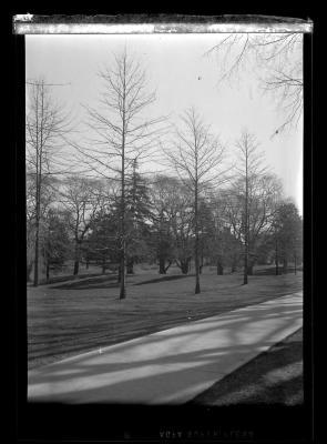 Walkway and trees