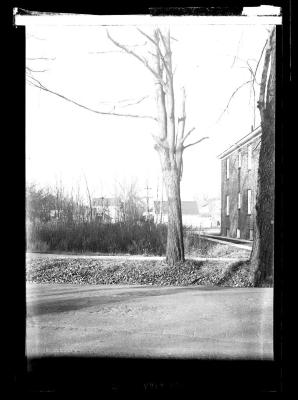 Tree with truncated branches, Albany County, N.Y.