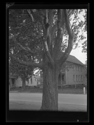 Tree on a windy day