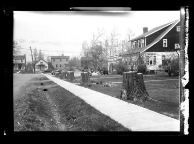 Tree stumps alongside a street