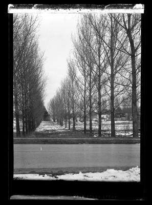 Trees planted in straight rows