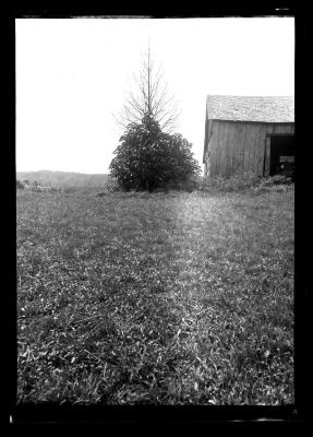 Solitary "cucumber tree," Charlotte, Chautauqua County