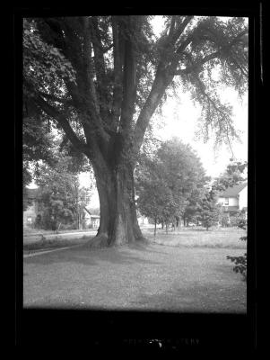 Large, leafy deciduous tree