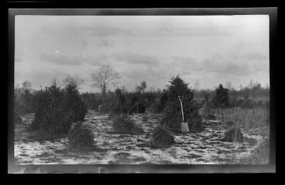 Pine trees under a cloudy sky