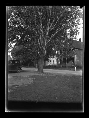 Large trees on both sides of a street