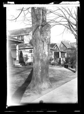 Maple tree on an Albany street, Albany County, N.Y.