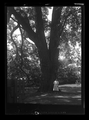 Woman in white in front of a large tree