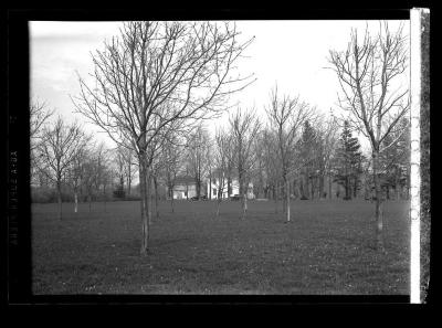 Bleak landscape of leafless trees, Johnson Hall State Historic Site