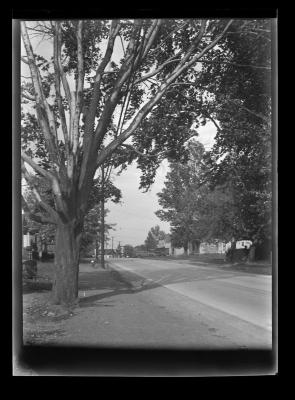 Street lined with large trees