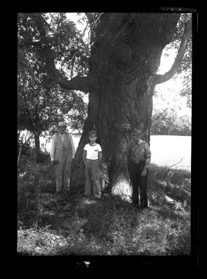 Three figures posed in front of a tree