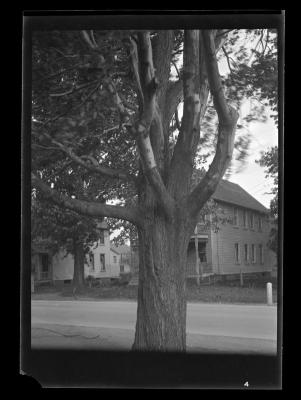 Tree on a windy day