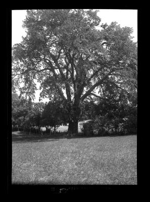 Circle of trees