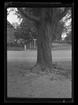 Tree at an intersection