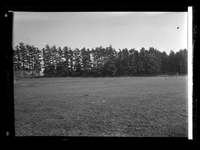 Pine trees in the distance 