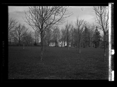 Bleak landscape of leafless trees