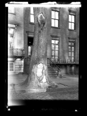 Townhouses and a tree