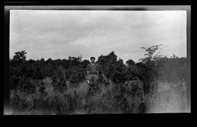 Grasses, bushes, and trees