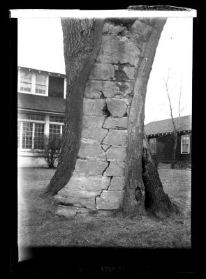 Tree supported by bricks