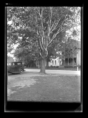 Large trees on both sides of a street