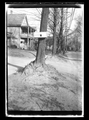 Trees with aboveground roots