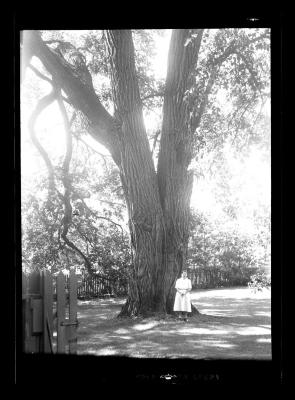 Woman in white in front of a large tree