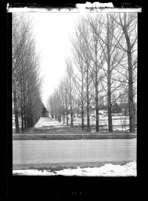 Trees planted in straight rows