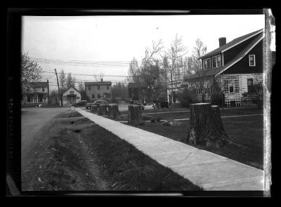 Tree stumps alongside a street