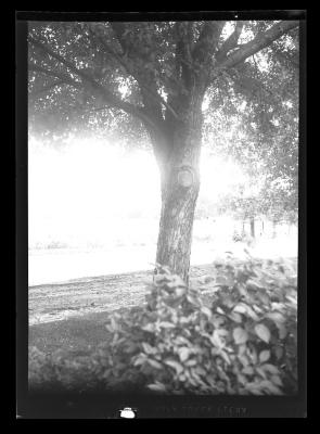 View of a shade tree