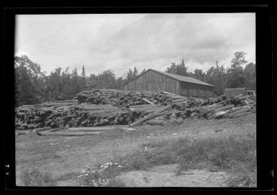 Piles of logs in a clearing