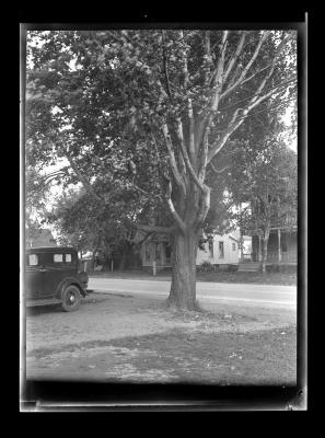 Large trees on both sides of a street