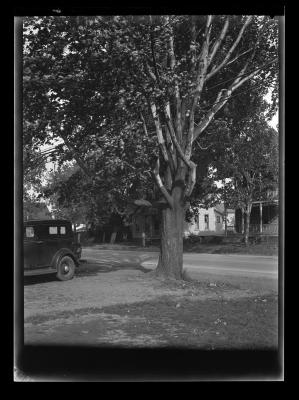 Large trees on both sides of a street