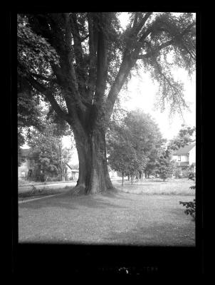 Large, leafy deciduous tree