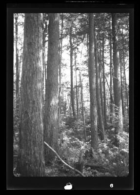 Forest of tall, slender trees