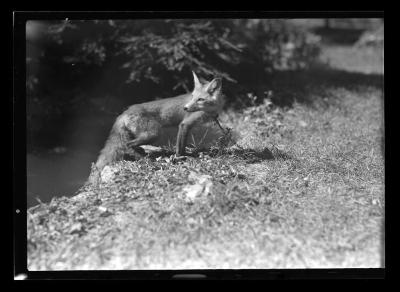 Image of a fox