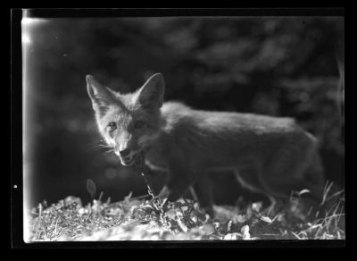 Image of a fox