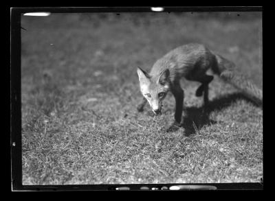 Image of a fox