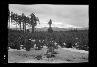 Red pine reproduction looking south from State Road, Clinton County, N.Y.