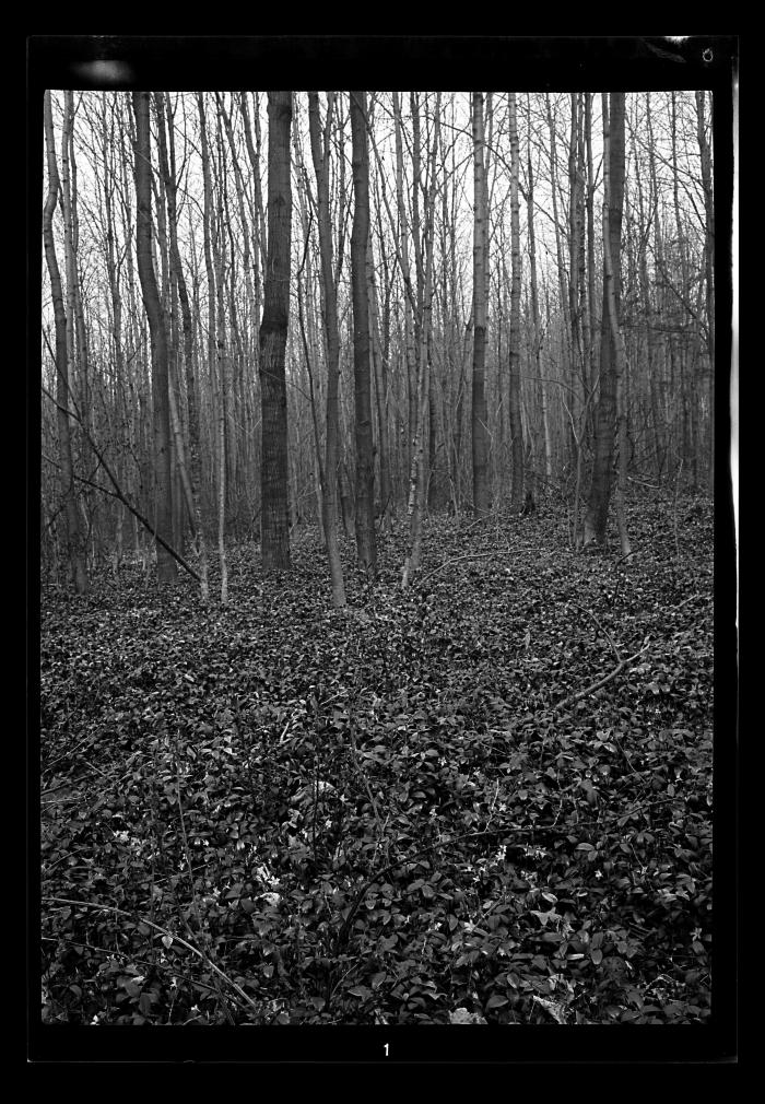 Pure stand of ash trees, Sloansville, Schoharie County