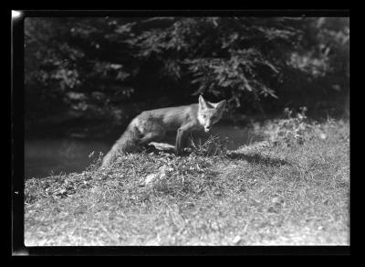 Image of a fox