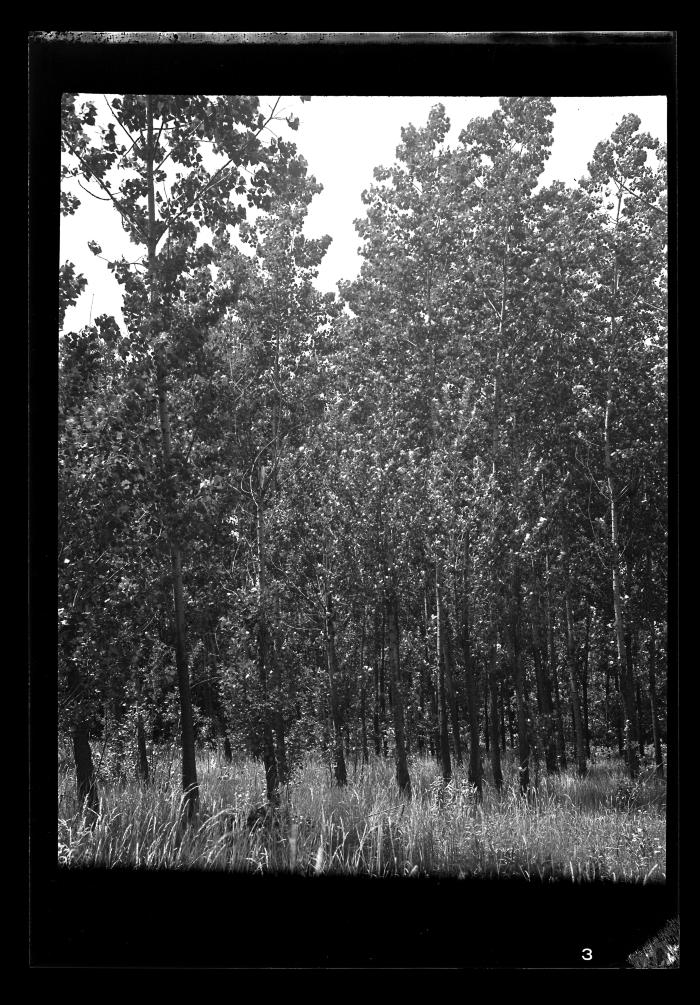 Leafy poplars, Buffalo, Niagara County