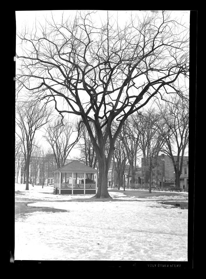 Elm tree in park, Glens Falls, Warren County, N.Y.