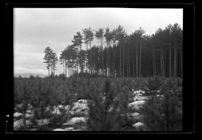 Red pine reproduction viewed in a westerly direction, Clinton County, N.Y.